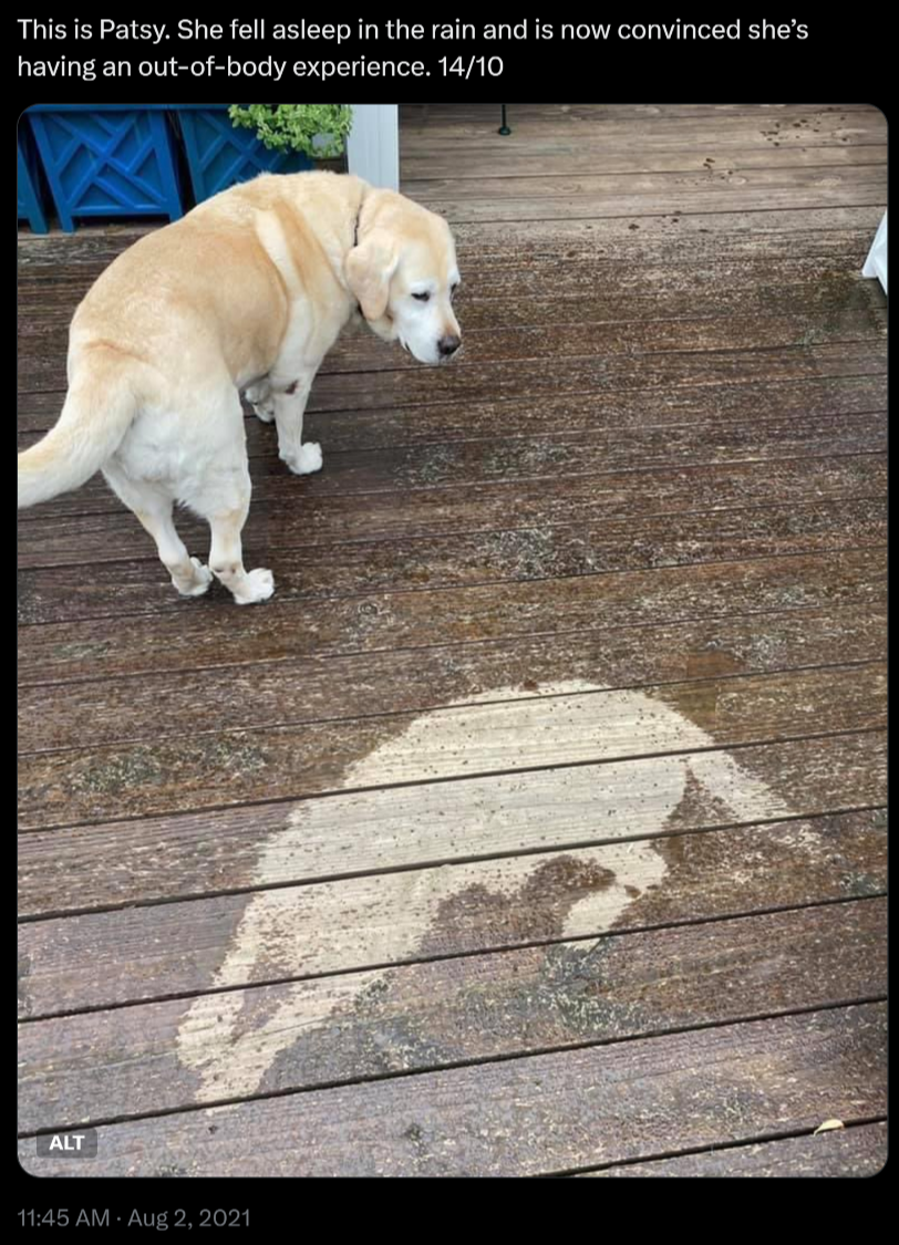 Picture of yellow lab looking at dry spot in the shape of the dog on a wet wooden deck