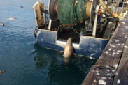 Steller sea lion getting on the stern of a trawler. Credit: Noah Meisenheimer.