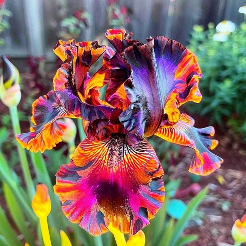 Flower-Iris-of-many-colors