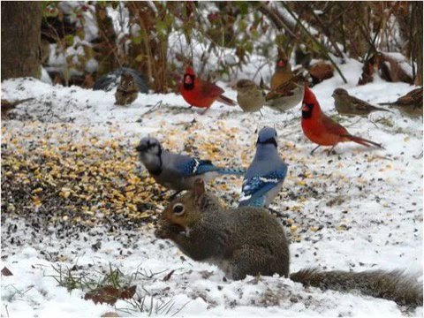 Winter-Cardinal-Blue-Jay-Squirrel