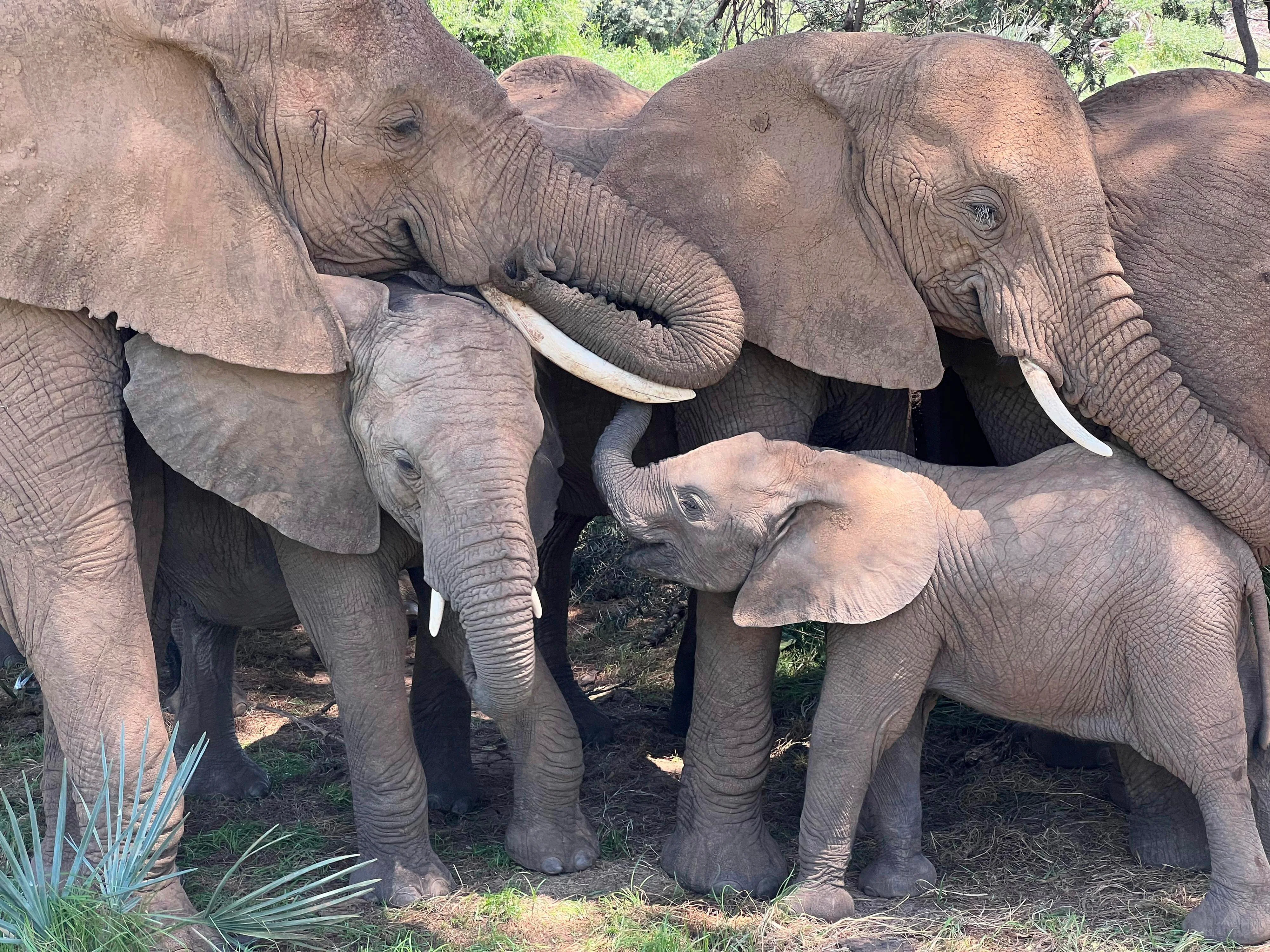 An African elephant family comforts a calf in Samburu National Reserve, Kenya. (George Wittemyer via AP).