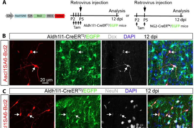 Brain cells reprogrammed into neurons breaks new ground in regenerative medicine