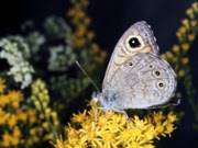 Butterflies' adaptation to climate change has limits