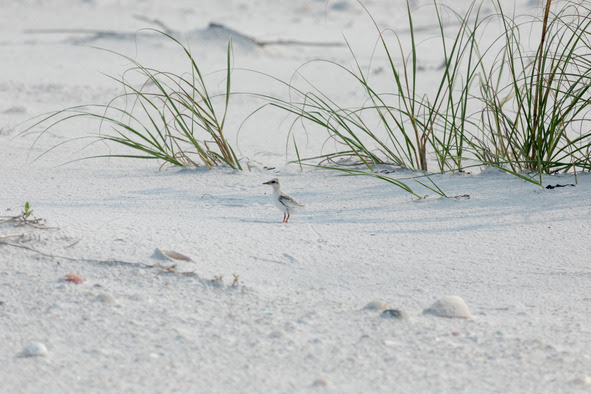 Least Tern chick