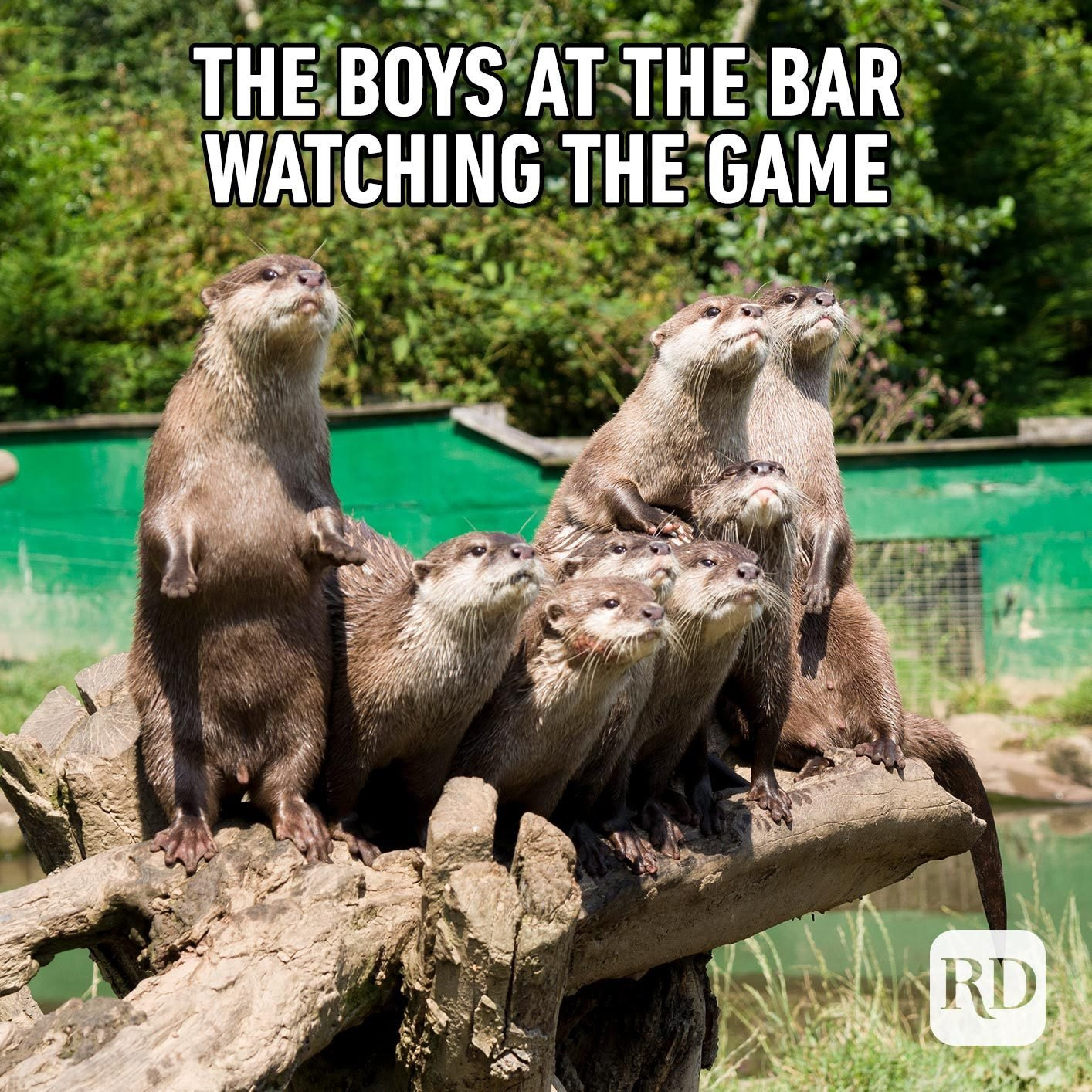 Beavers on a log. Meme text: The boys at the bar watching the game