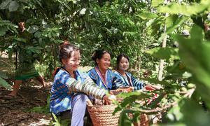 Agricultoras de café en Laos.