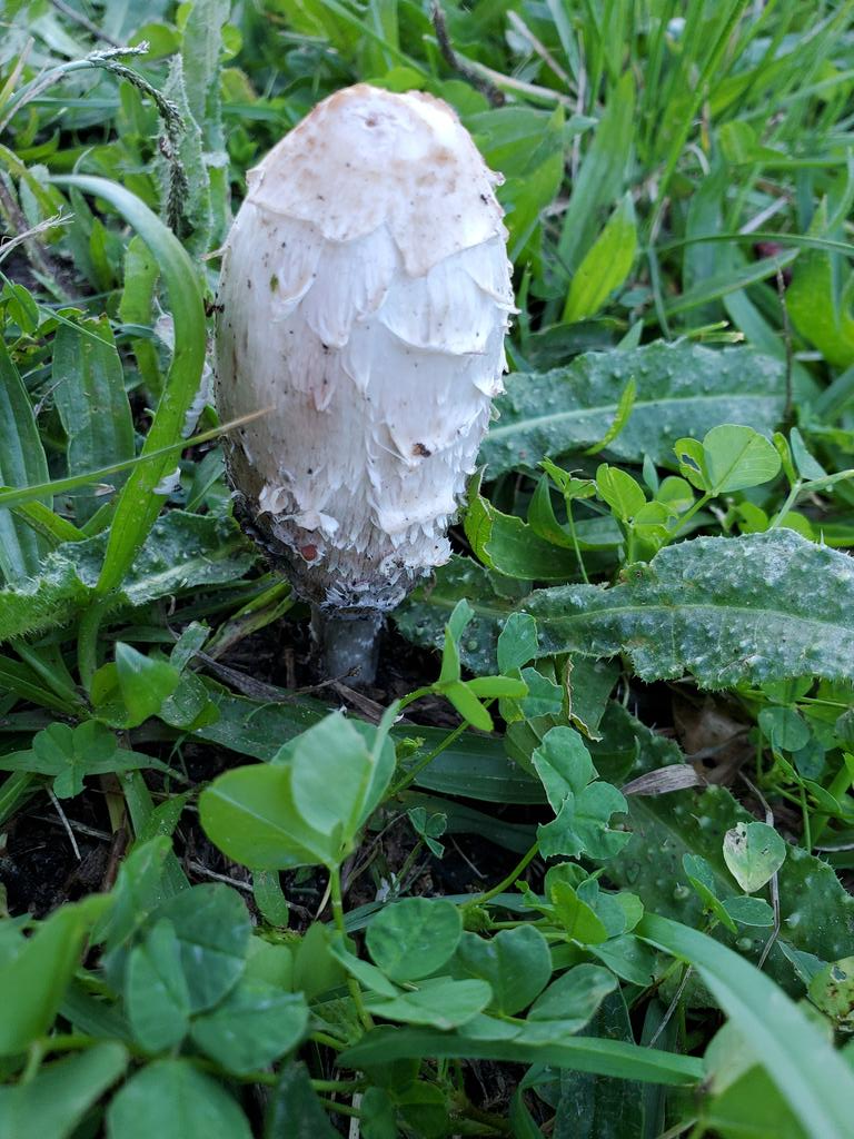 fungi 1