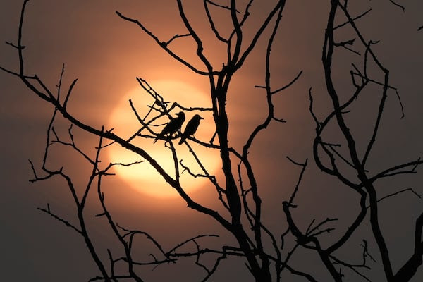 Crows perch on a tree branch on a winter's morning in Chennai, India. AP