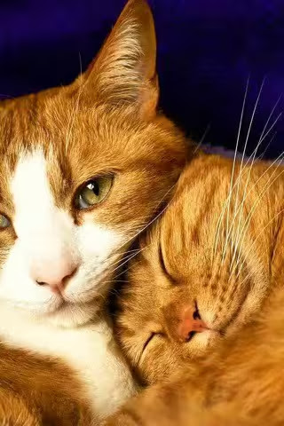 Cat-love-hugs