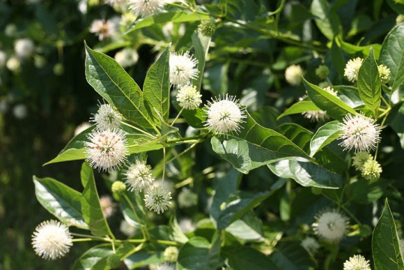 Sugar Shack buttonbush