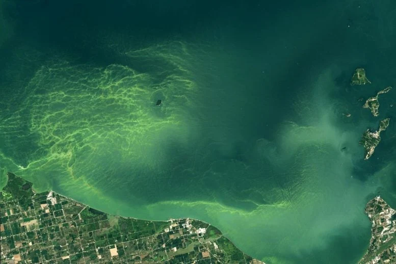 Lake Erie Bloom 2024