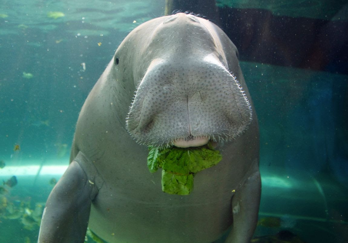 Gros plan d'un dugong sous l'eau, avec son large museau face à la caméra pendant qu'il mâche une plante verte. Le visage du dugong est couvert de fines moustaches, et il semble calme et paisible.