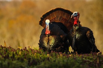 Two striking, mature wild toms with white heads and thick brown tail feathers stand together in low-lying grass, a sunny field in back