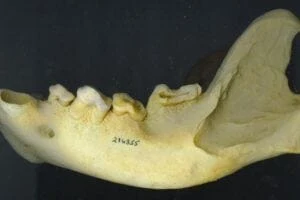 Example of Worn Hyena Jaw