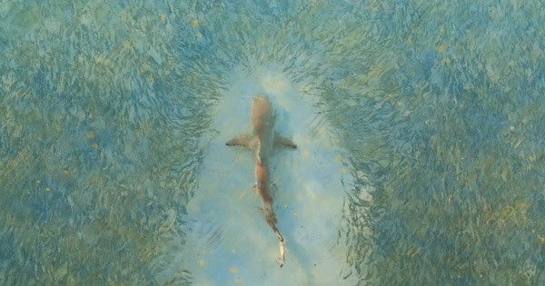Photo of a shark swimming through a school of fish, with a gritty overlay including walmart&#039;s yellow and blue colors. (Photo credit: Scott Carr, Getty Images, illustration by Civil Eats)