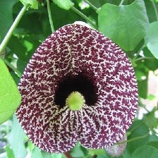 Dutchman's Pipe