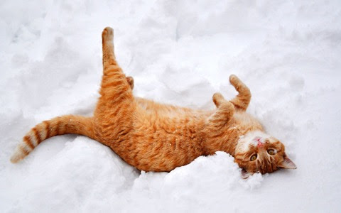 Cat-snow-upside-down