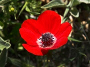 Study: Beetles in Mediterranean can see red flowers