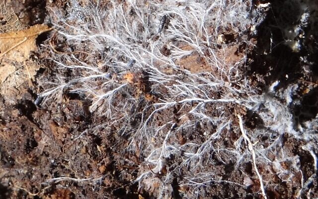 Fungal threads. (Jerzy Opioła, CC BY-SA 4.0, Wikimedia Commons) Fungal threads. (Jerzy Opioła, CC BY-SA 4.0, Wikimedia Commons)
