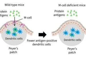 When protein antigens are injected into the small intestine of wild-type mice, they are passed to dendritic cells in the Peyer's patches; similar experiments in M-cell-deficient mice result in fewer dendritic cells receiving the protein antigen.