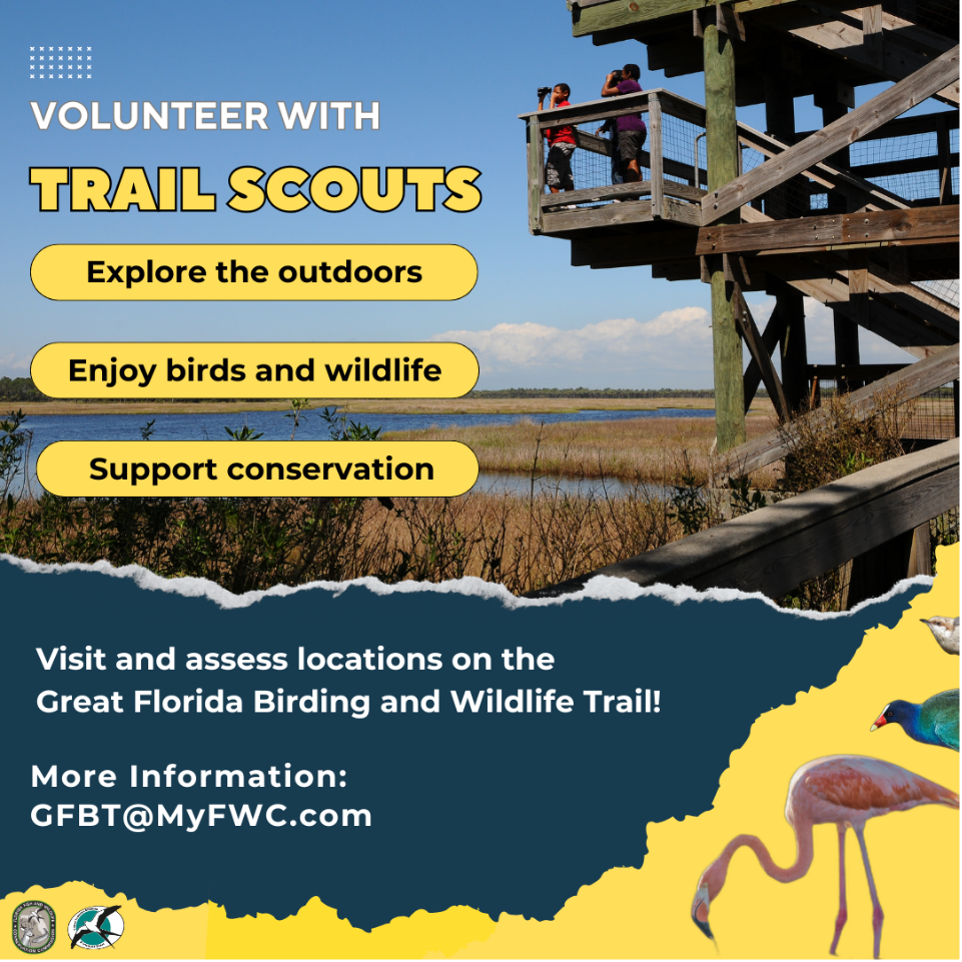 Advertisement states Volunteer with Trail Scouts - Explore the outdoors, enjoy birds and wildlife, support conservation. Image shows birdwatchers.