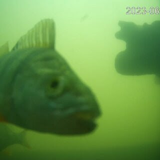 A blurry photograph of a fish in murky green water, its distinctly fishy face hardly an inch from the camera lens. A time stamp in the upper-right-hand corner of the image suggests CCTV footage.