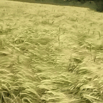 Dog running through tall meadow.  Dog disappears while running and jumps up to be seen.