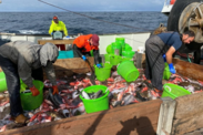 Fishermen sorting catch