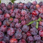Santa Rosa Plums