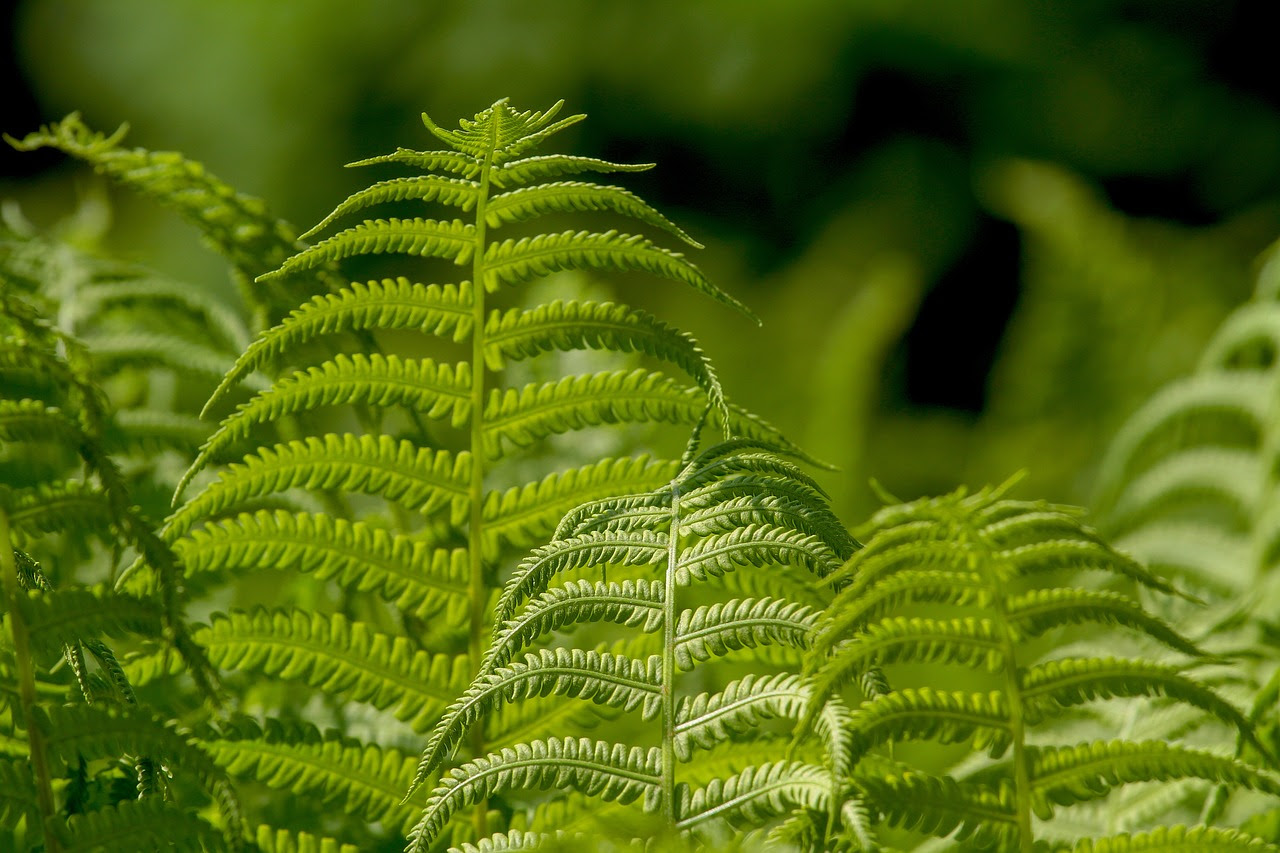 Tiny Solutions, Big Impact: Nanotechnology’s Role in Climate-Resilient Photosynthesis