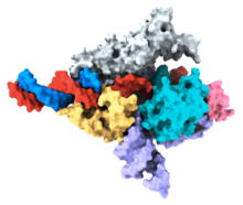 Fanzor/ωRNA/target DNA complex