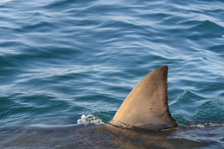 Great White Shark Dorsal Fin Wide