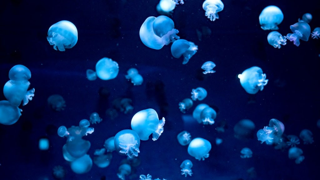Avistamientos masivos de medusas