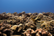 Coral reefs