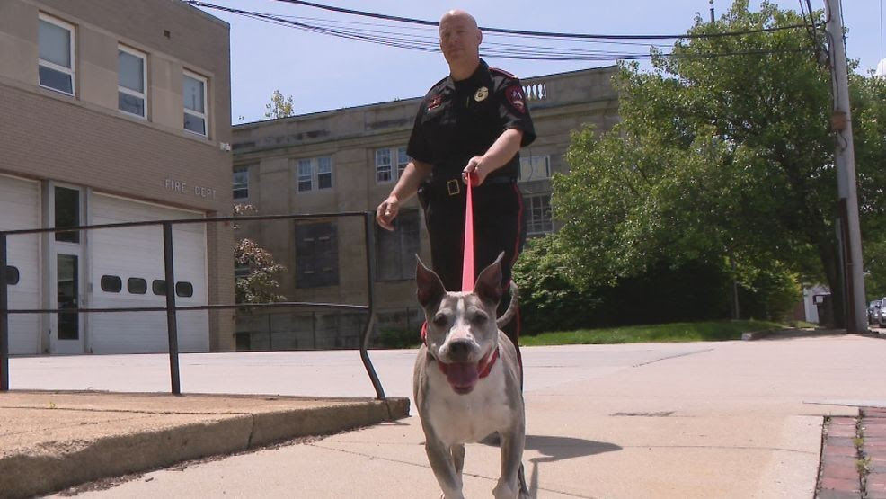 West Warwick Police Department adopts senior pit bull with cancer- Welcome Mouse