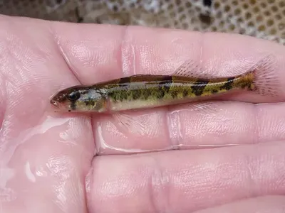 A Tiny, 'Endangered' Fish Delayed a Dam's Construction in the 1970s. Now, Scientists Say the Snail Darter Isn't So Rare After All image