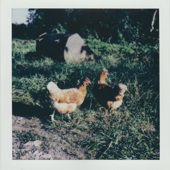 Spring Polaroid Week is here! Story3