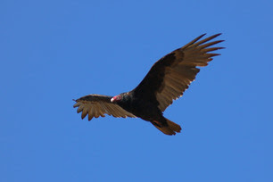 Turkey Vulture by S McLaughlin 10-24