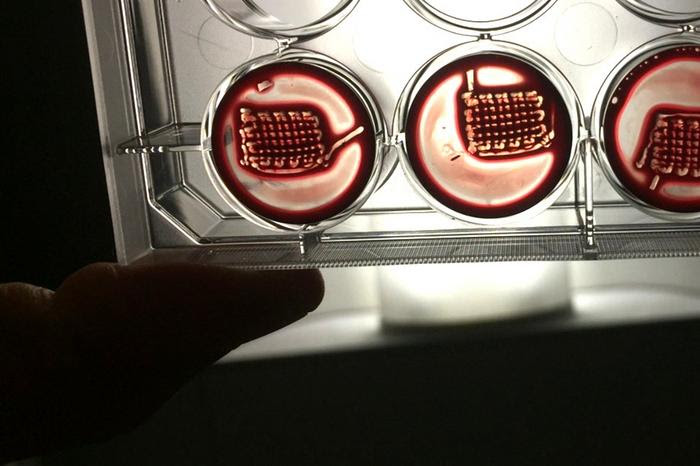 3D printed blood constructs