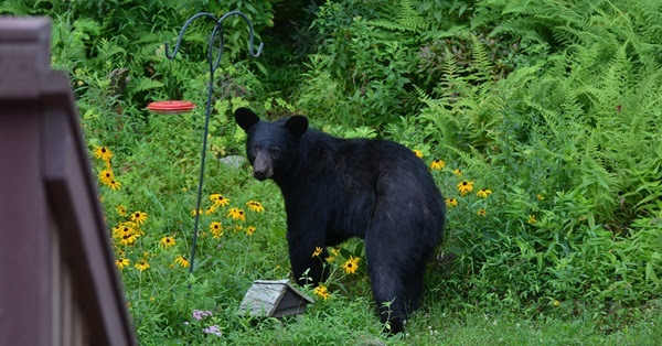 A young black bear looks over its shoulder demurely as it stands next to a bird feeder in a resident's yard.
