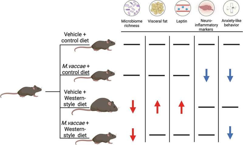 A vaccine to prevent weight gain? It's on the horizon