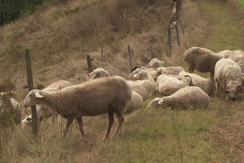 'On ne dort pas beaucoup la nuit' : après l’Isère, la fièvre catarrhale ovine se propage en Savoie et décime des troupeaux