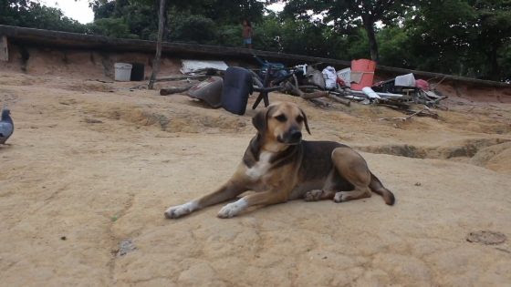 Urge mayor protección contra el maltrato animal ante presunto envenenamiento de perros en Puerto Ordaz