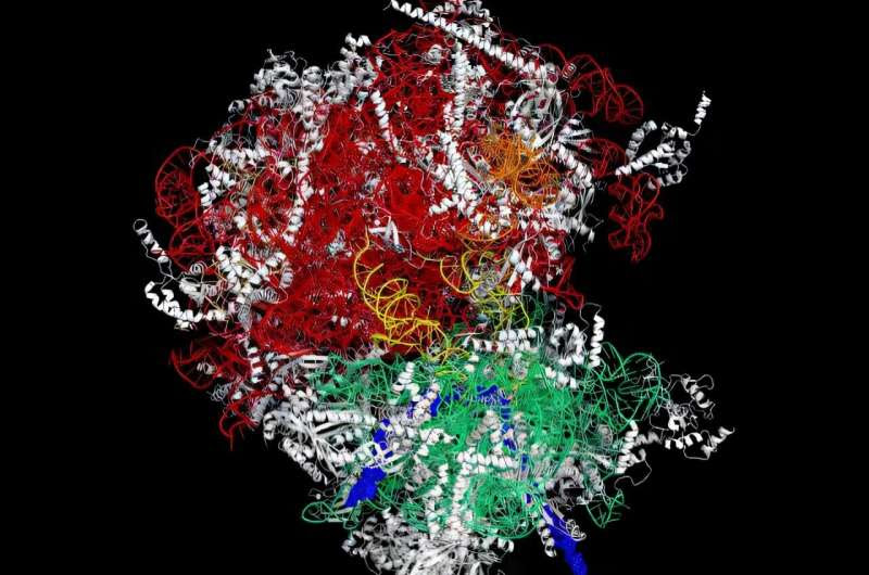 Stalking ribosomes: How cancer cells pull poker faces