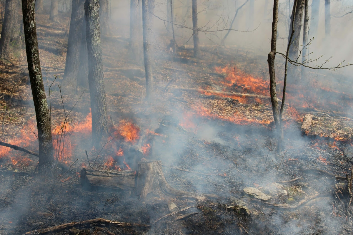 This fire — a prescribed burn — was part of the plan. (Photo by Sarah Vogelsong/Virginia Mercury)