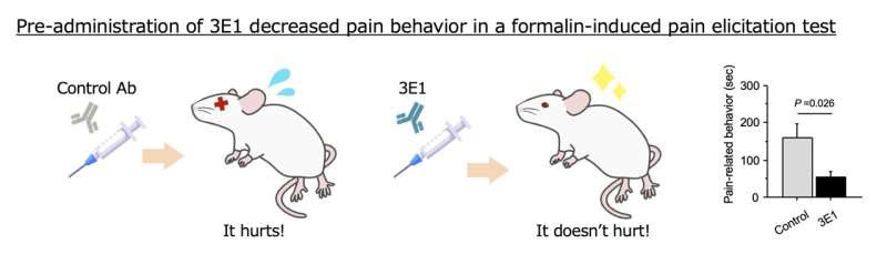 New antibody targeting nerve cells offers long-lasting pain relief