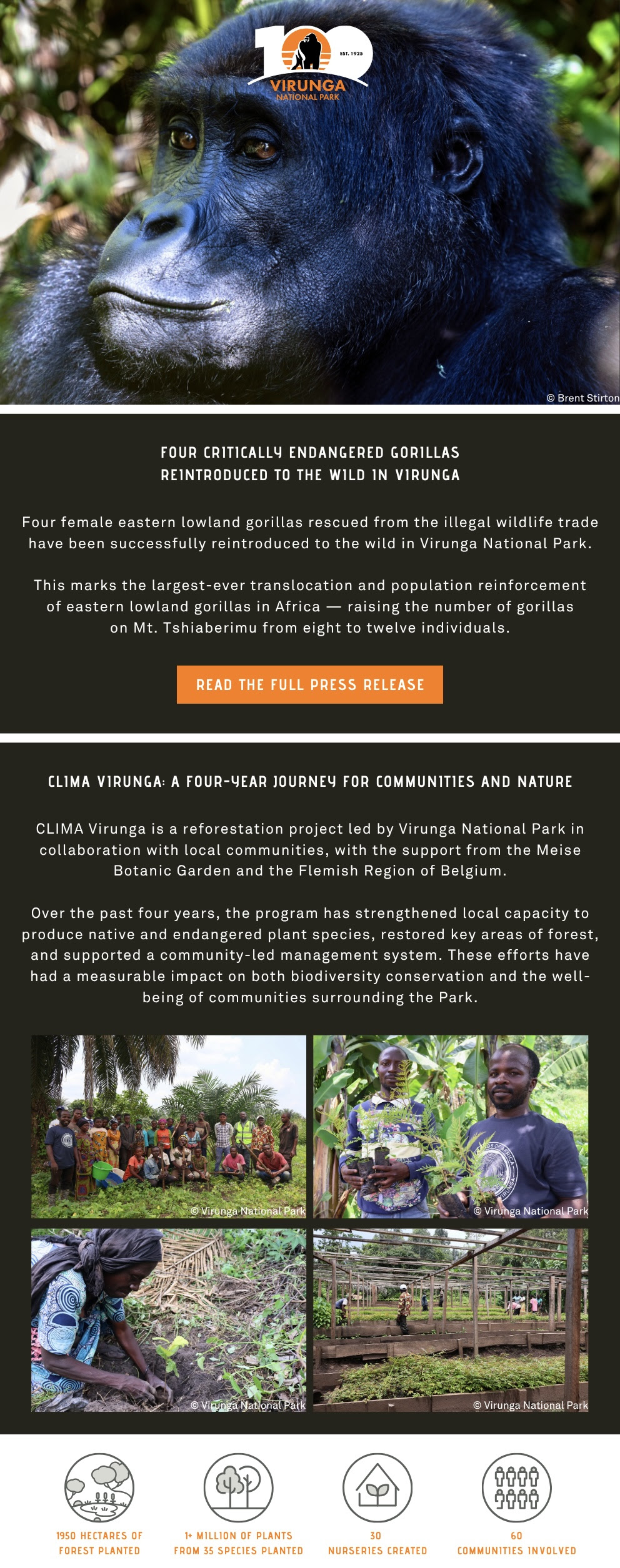 Four female eastern lowland gorillas rescued from the illegal wildlife trade have been successfully reintroduced to the wild in Virunga National Park.