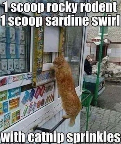 Cat-ordering-Ice-Cream