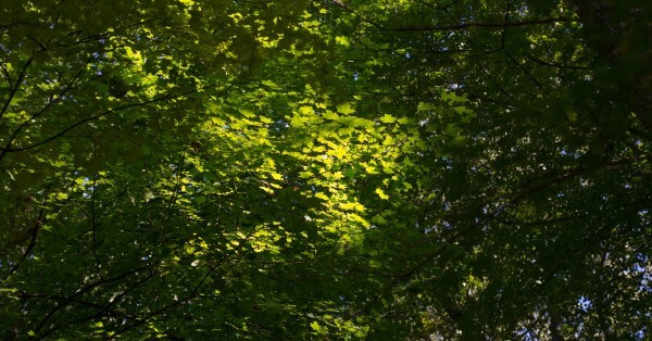 A forest canopy illuminaed by a spotlight of sun.