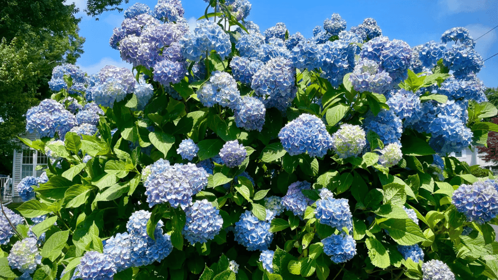 Sunday Science: Hydrangea colors